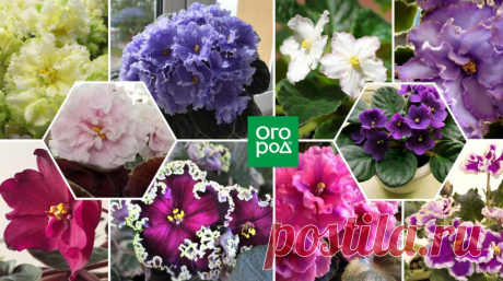 10 очаровательных сортов фиалок, которые украсят ваше окно | Вдохновение (Огород.ru)