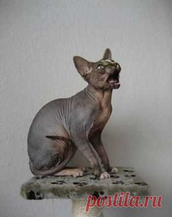 Sphynx Hairless cat