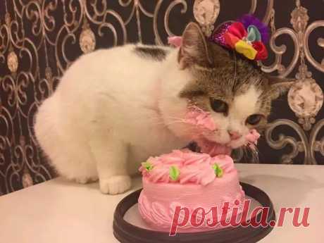 «Ни стыда, ни совести!» Фото самых обнаглевших морд