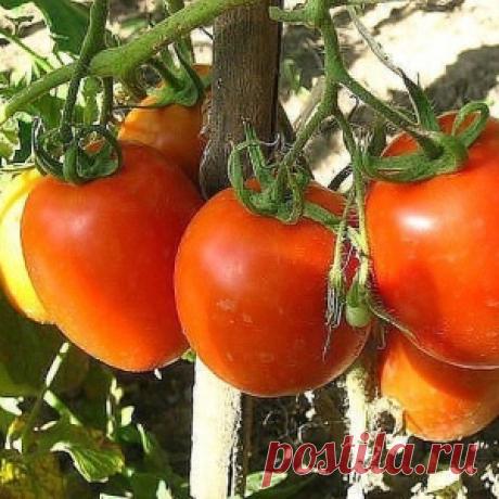 ТРИ ВАЖНЫХ РЕКОМЕНДАЦИИ ПО ВЫРАЩИВАНИЮ ТОМАТОВ!