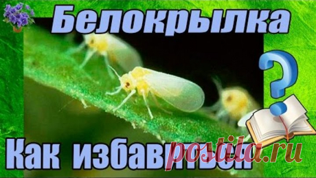 Белокрылка .Как избавиться?