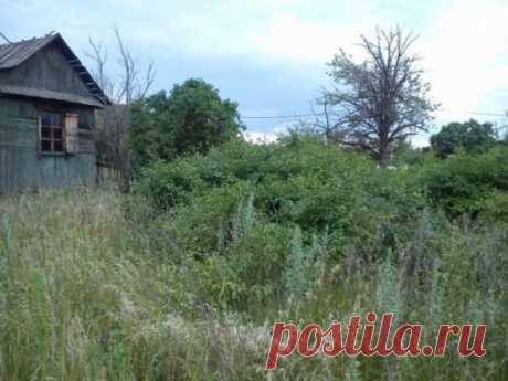 С чего начать наведение порядка на дачном участке, на котором не были несколько лет — Дачный участок