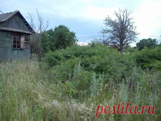 С чего начать наведение порядка на дачном участке, на котором не были несколько лет — Дачный участок