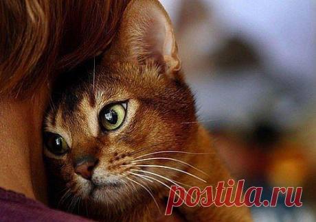 ЧЕГО МЫ НЕ ЗНАЕМ ПРО КОШЕК.