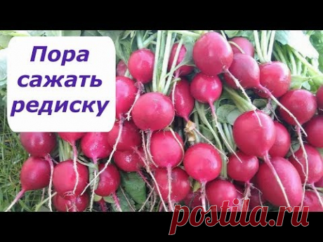 404. Редкий способ посадки редиски.
