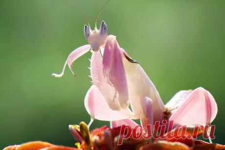 Сможете отличить, где часть цветка, а где животное? | Планетяне | Дзен