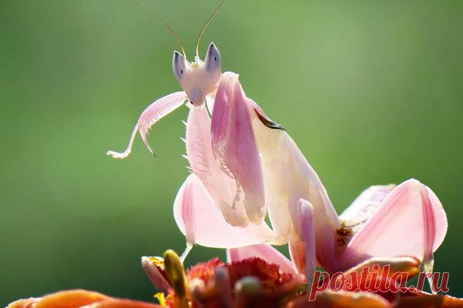 Сможете отличить, где часть цветка, а где животное? | Планетяне | Дзен
