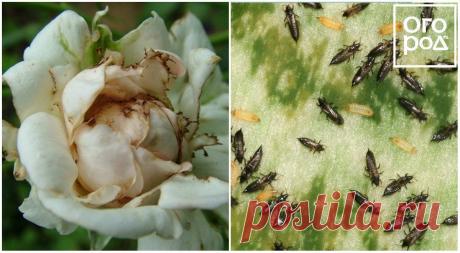 Из-за чего чернеют розы и что с этим делать цветоводу? | В цветнике (Огород.ru)