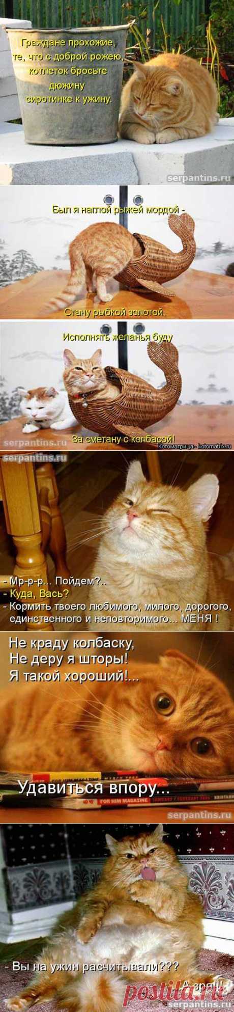 Наглые рыжие морды | Серпантин