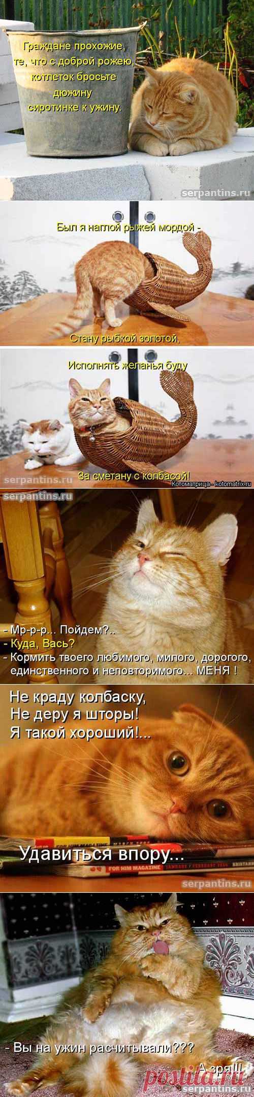 Наглые рыжие морды | Серпантин