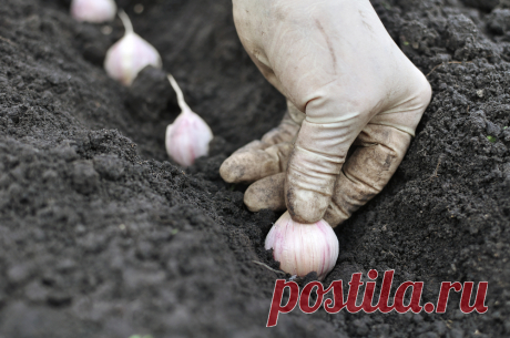 Как сажать чеснок под зиму: советы, рекомендации, фото