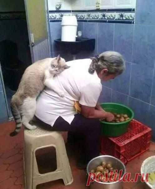 (1) Котики и няшки - Фото Хроники