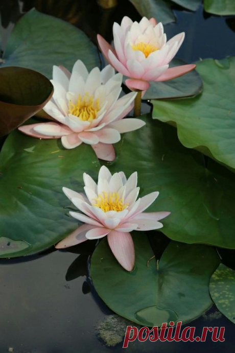 ༺🌸༻