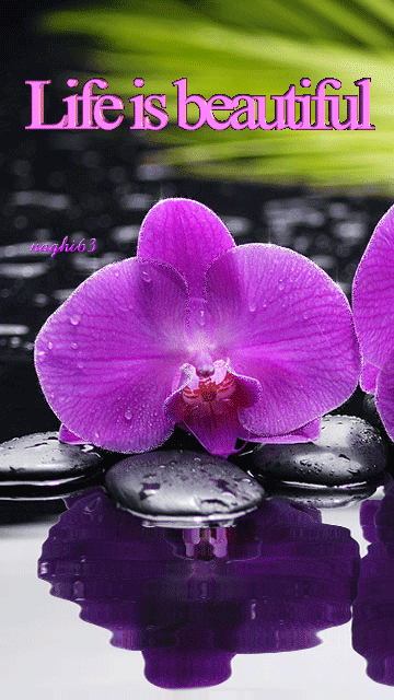 09a74b9a58e59b3701f73cb2c1cb197b_zpspyedj3aa.gif photo by Victor_Coj