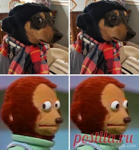 30 собак, похожих на что-то другое
