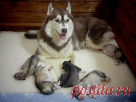 Хасята онлайн / Husky live