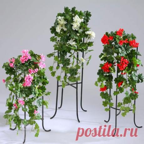 Герань (пеларгония) ампельная плющелистная.