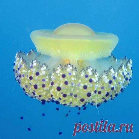 Самые красивые и яркие медузы