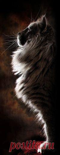 Аватар вконтакте Пушистый кот в профиль (© zmeiy), добавлено: 18.01.2015 10:47