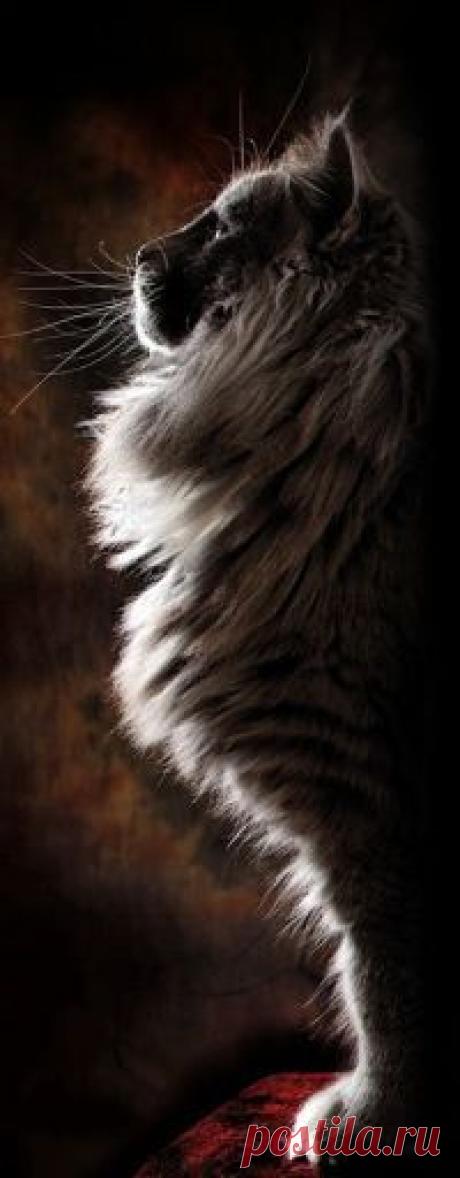 Аватар вконтакте Пушистый кот в профиль (© zmeiy), добавлено: 18.01.2015 10:47