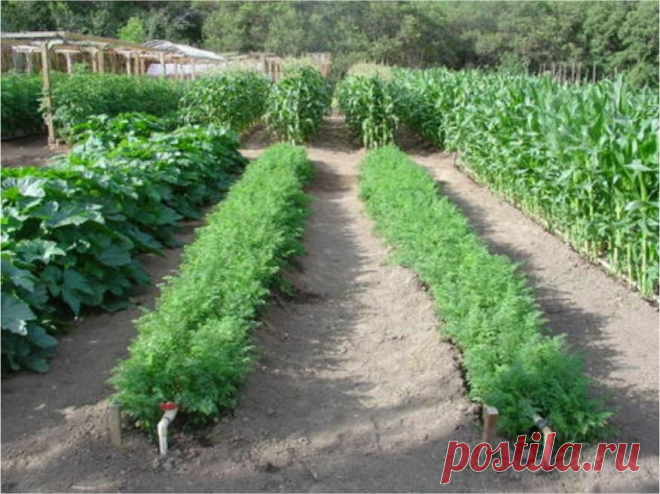 «Всегда урожайный огород» по Анненкову: как вести природосообразное земледелие на собственном участке? | Наша Дача | Яндекс Дзен