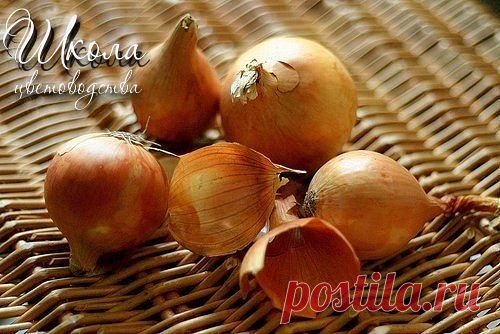 Подкормка для цветов из луковой шелухи