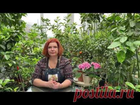 Об удобрениях, ответы на вопросы, о корневой системе и д.р... - YouTube