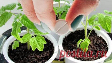 Рассада будет толстым крепышом и низенькой! Добавим это!