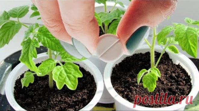 Рассада будет толстым крепышом и низенькой! Добавим это!