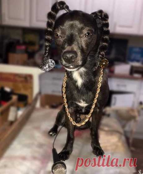 #@!# on Twitter: &quot;@GG10525823 Ya 😉 🎵🎶 bow wow yippie yo yippie yay 🎵🎶 Snoop Dog le vrai. Toujours copié jamais égalé... https://t.co/Hk66BWakNm&quot; / Twitter