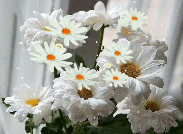 Ромашки