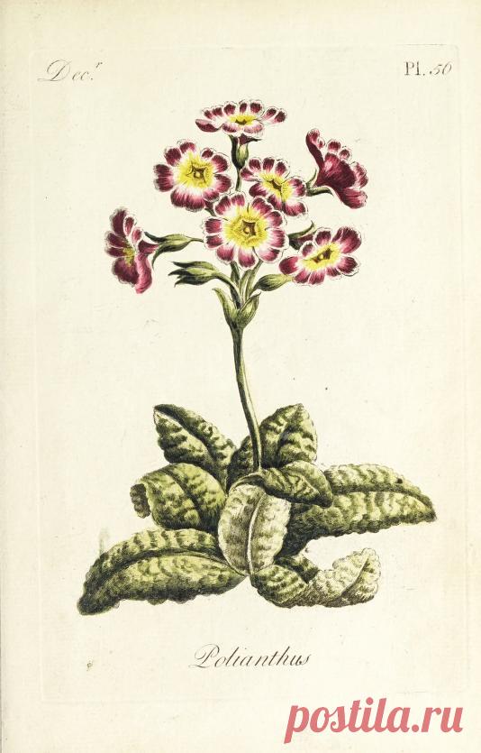 The florist : containing sixty plates of the most beautiful flowers regularly dispos'd in their succession of blowing : to which is added an accurate description of their colours, with instructions for drawing & painting them according to nature : being a new work intended for the use & amusement of gentlemen and ladies delighting in that art : Free Download, Borrow, and Streaming : Internet Archive