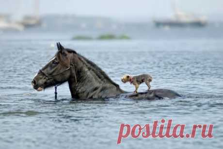 16 животных, которые знают, что такое настоящая взаимовыручка