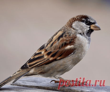 What Does Tori Mean in Japanese? Kanji, Name & More - Sparrow finds from Japan