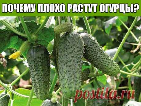 ПОЧЕМУ ПЛОХО РАСТУТ ОГУРЦЫ?
Существует множество причин:
Причина может таится  в сроках высадки. Увы, сейчас эту проблему исправить уже нельзя, но тем, кто собирается заняться выращиванием огурцов на следующий год, мы напомним, что высаживать их необходимо, когда среднесуточная температура за окном будет на уровне 10-15 градусов, ну а если семена перед посевом обработать раствором марганцовки, то растения, из них выращенные будут более здоровыми.
Следующая и, пожалуй, осно...