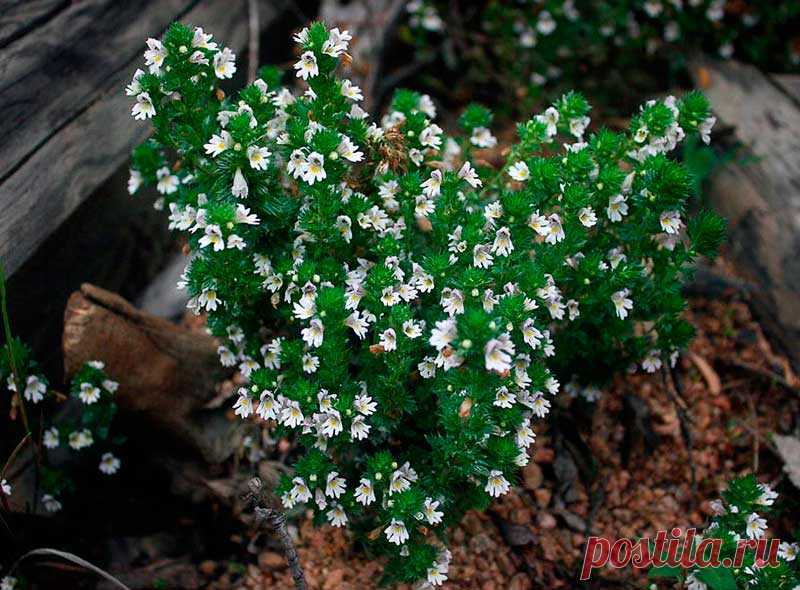Лекарственное растение Очанка прямая (Euphrasia stricta). Однолетнее растение высотой 10-20 см с прямостоячим стеблем и дуговидно восходящими боковыми побегами, ветвящимися от основания. Листорасположение супротивное, листья голые, яйцевидные, с каждой стороны по 3-6 острых зубчиков, ко времени цветения увядают или опадают. Белые или бело-фиолетовые цветки с желтым пятном на 3-лопастной нижней губе. Как и другие виды этого рода - полупаразит.