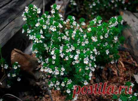 Лекарственное растение ОЧАНКА прямая (Euphrasia stricta). Однолетнее растение высотой 10-20 см с прямостоячим стеблем и дуговидно восходящими боковыми побегами, ветвящимися от основания. Листорасположение супротивное, листья голые, яйцевидные, с каждой стороны по 3-6 острых зубчиков, ко времени цветения увядают или опадают. Белые или бело-фиолетовые цветки с желтым пятном на 3-лопастной нижней губе. Как и другие виды этого рода - полупаразит.