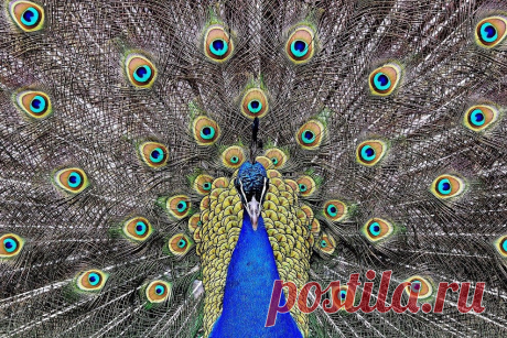 Nature|Природа