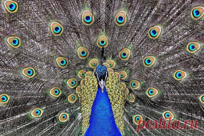 Nature|Природа