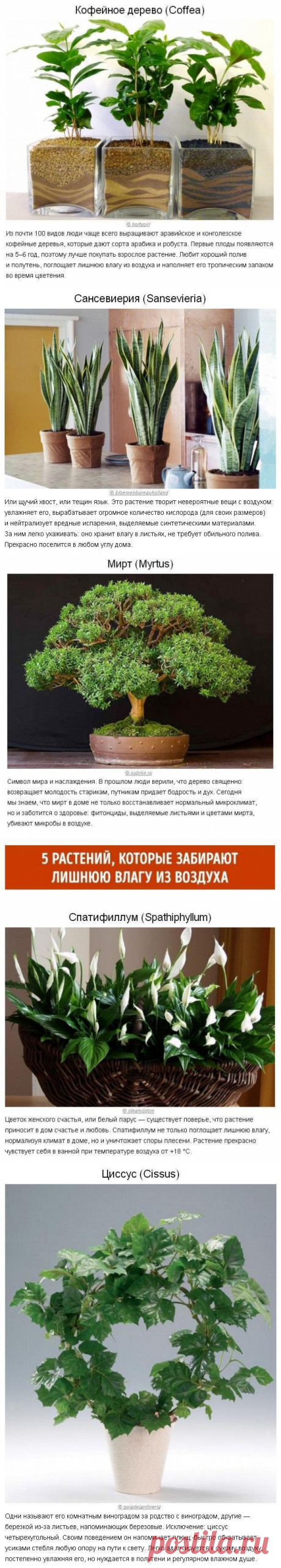 10 растений для идеального микроклимата в доме