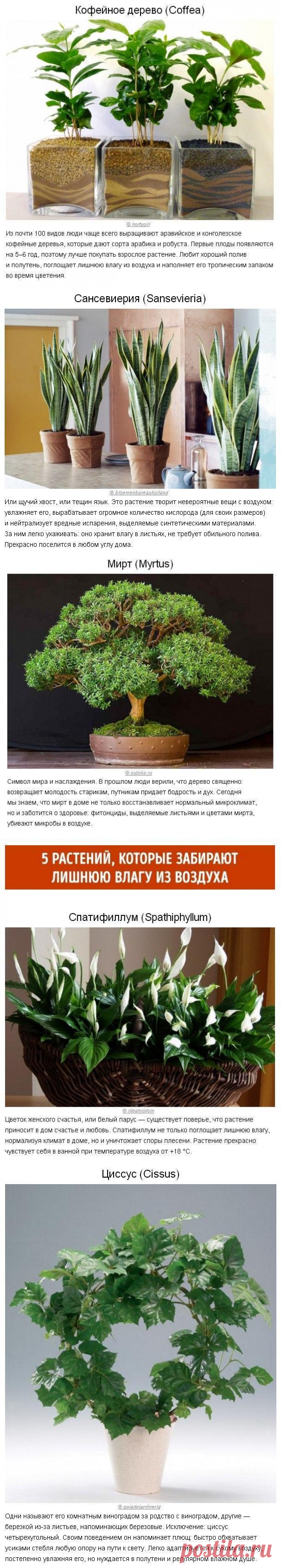 10 растений для идеального микроклимата в доме