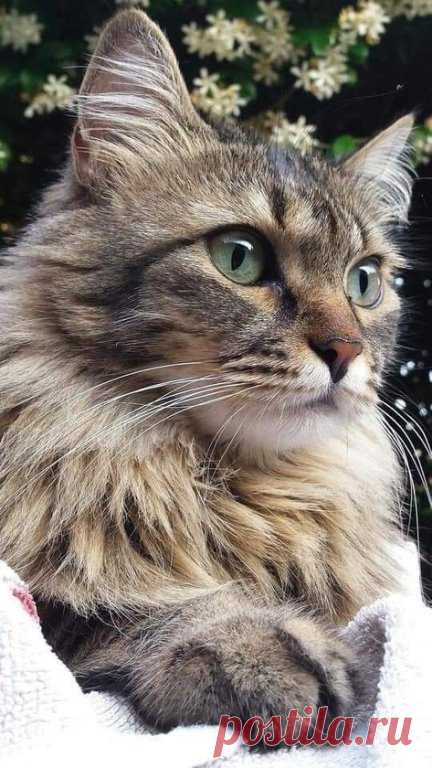 ...У подруги в конце новогодних каникул пропал кот. Беспородный подобранец, но очень красивый, с разноцветными глазами, любимый и избалованный. Они живут на окраине города в частном секторе. Но на улицу кота одного не пускали, только выгуливали на поводке. А тут приехали родственники в гости, не вовремя открыли дверь. Паршивец и выскочил на улицу. Ходили искали, расклеили где можно объявления с фотографией, обещали вознаграждение тому, кто найдет и позвонит. Толку - ноль. ...