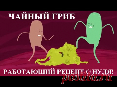 Чайный гриб с нуля. Без плесени! Работающий рецепт!