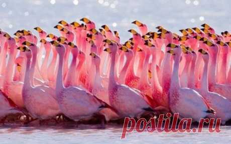 Непередаваемая красота фламинго