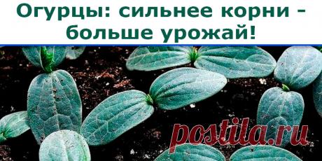 Огурцы: сильнее корни - больше урожай | Полезные советы