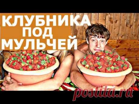 ВЫРАЩИВАНИЕ КЛУБНИКИ! Новое - хорошо забытое старое!