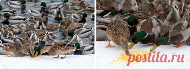 Чем кормить городских уток — не только хлебом - Разбираемся, чем подкормить голодных уток на пруду кроме хлеба, действительно ли опасен ли для них хлеб, и чего нельзя делать ни в коем случае. Мнение эксперта.