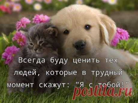 За настоящих друзей