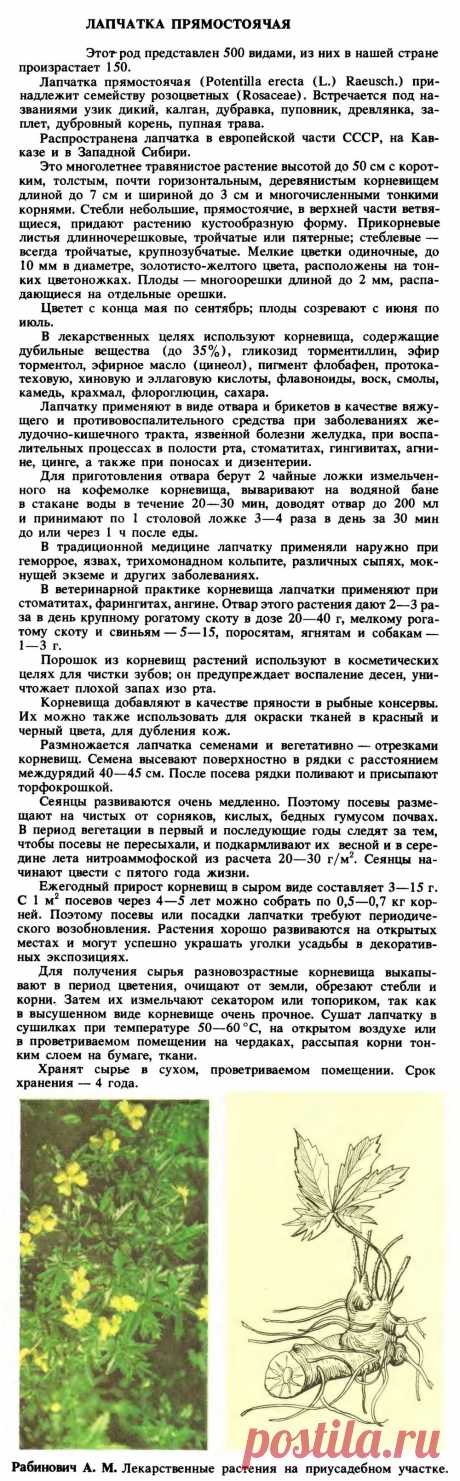 Лапчатка прямостоячая