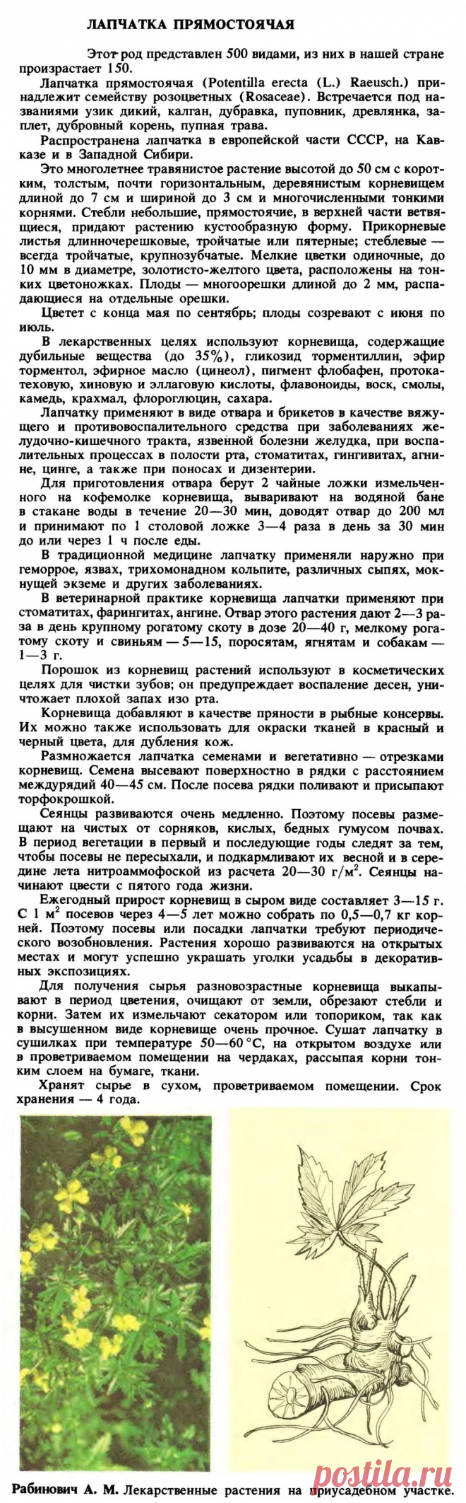 Лапчатка прямостоячая